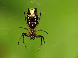 <i>Micrathena funebris</i> Species of spider