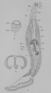 Thumbnail for Microcotylidae