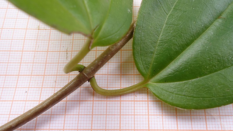 File:Mikania sp., Asteraceae, Atlantic forest, northeastern Bahia, Brazil (6835509847).jpg