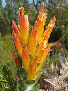 <i>Mimetes pauciflorus</i> A shrub in the family Proteaceae endemic to South Africa