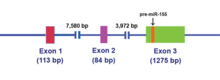 Figure 1. Schematic representation of the MIR155HG (accession # NC_000021). This gene spans 13024 bp, is composed of three exons, and encodes a 1500 bp non-coding primary-miRNA (pri-miRNA) (accession # NR_001458). The location of the pre-mir-155 is denoted by the orange box. Mir155 gene.png