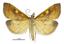 Mnesictena flavidalis, adult male Mnesictena flavidalis male.jpg