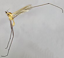 Molophilus pleuralis, Glaslin, Shimoliy Uels, 2014 yil iyul (17142461500) .jpg