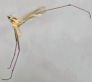 <i>Molophilus pleuralis</i> Species of fly