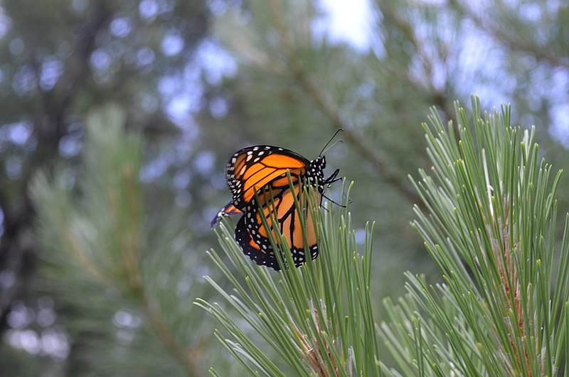 File:Monarch Butterfly (30666360941).jpg