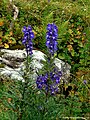 Monnikskap, Aconitum