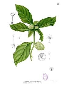 Morinda citrifolia