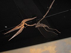 Mounted Pterosaur.jpg