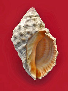 Muricidae - Stramonita haemastoma.JPG