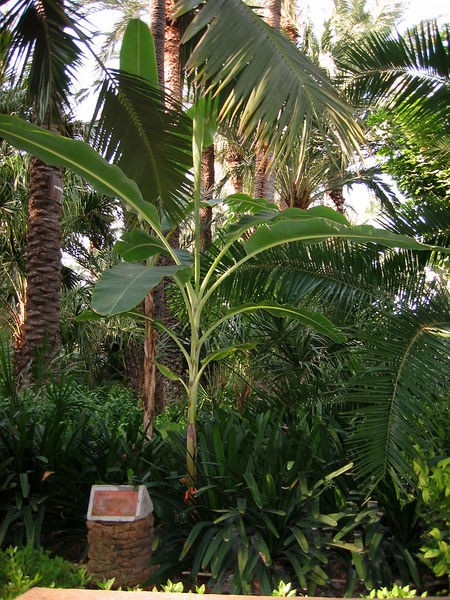 File:Musa-paradisiaca.jpg