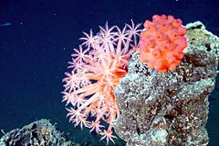 Deepsea mushroom corals growing on the chimney of an Explorer Ridge hydrothermal vent