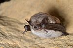 Teichfledermaus