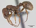 Thumbnail for Myrmica sabuleti