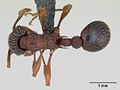 Myrmica sulcinodis casent0172735 dorsal 1. jpg