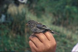 Насіннєїд великий (Catamenia inornata)