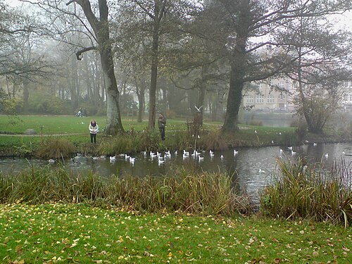 Nebel am Teich.