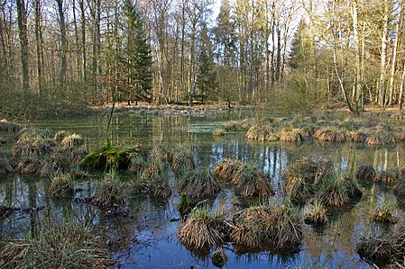 NSG Lü266 Lohn Waldweiher