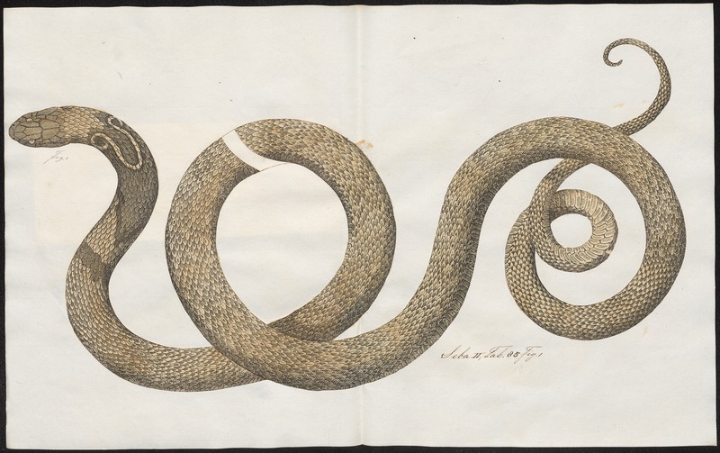 File:Naja tripudians - 1734-1765 - Print - Iconographia Zoologica - Special Collections University of Amsterdam - UBA01 IZ11800059.tif