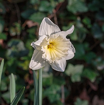 Narciso 'Ice Follies', um cultivar com flores de cor branco cremoso, uma corola larga e borda ondulada. Costuma ter flores únicas. É uma das variedades mais cultivadas nos Países Baixos e vendida regularmente tanto como flor de corte quanto como bulbo de narciso. Os cultivares recomendados pela Sociedade Real de Horticultura também incluem 'Passionale' e 'Kilworth'. Ambos têm uma corola principal branca, contra a qual se destaca a corola secundária com uma cor amarelo-rosa a vermelho-alaranjado brilhante. A variedade 'Daydream' tem uma corola principal amarela com uma corola secundária inicialmente amarelo-limão e depois desbotada. (definição 2 976 × 2 976)