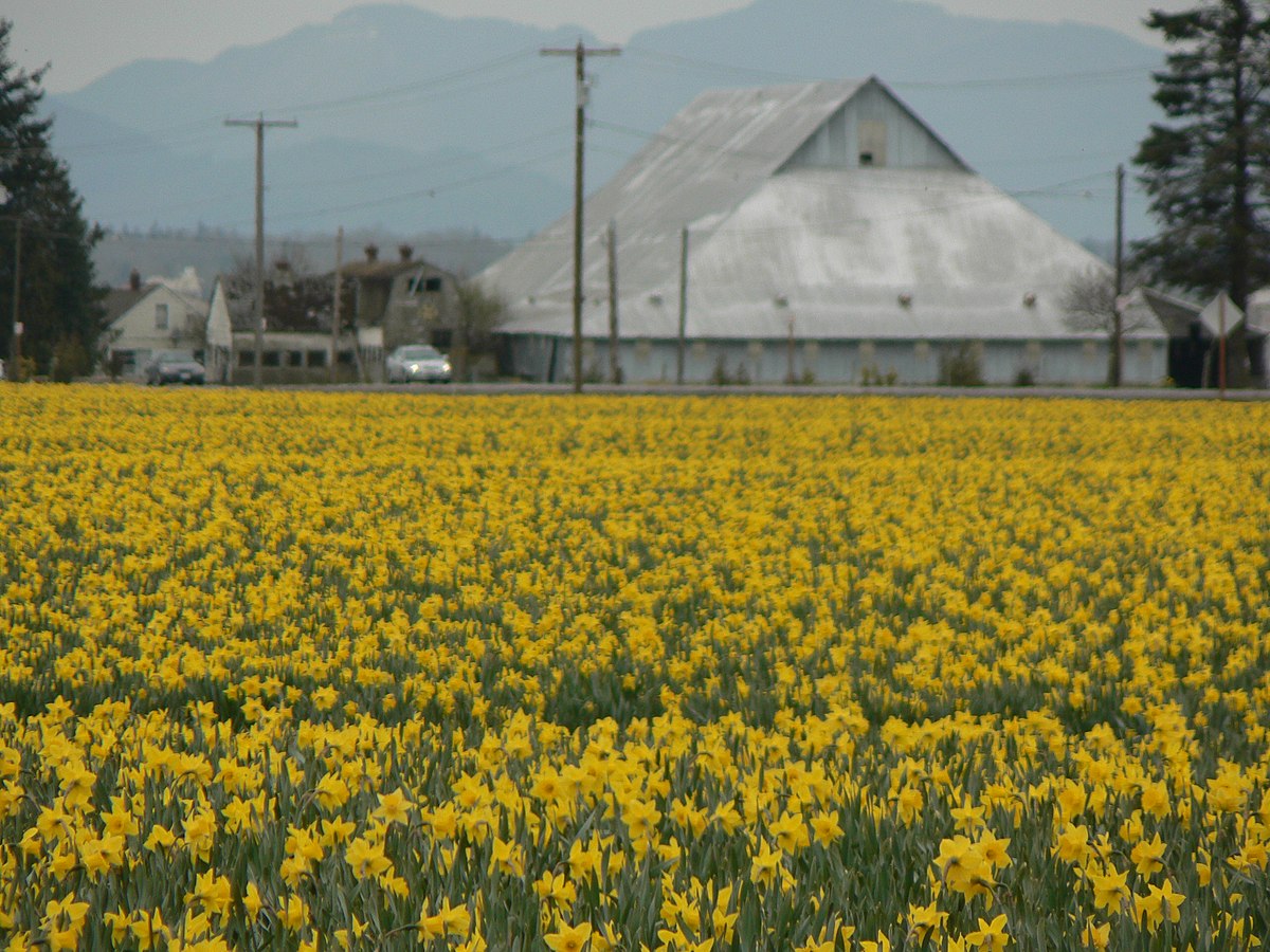 File:BLW Narcissus.jpg - Wikimedia Commons