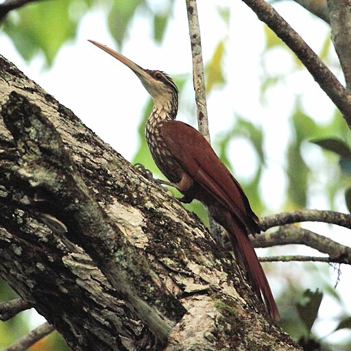 Nasica longirostris - Long-billed Woodcreeper