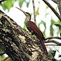 Thumbnail for Long-billed woodcreeper