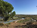 Natural Reserve Estuary Sado River (Portugal) 15.jpg