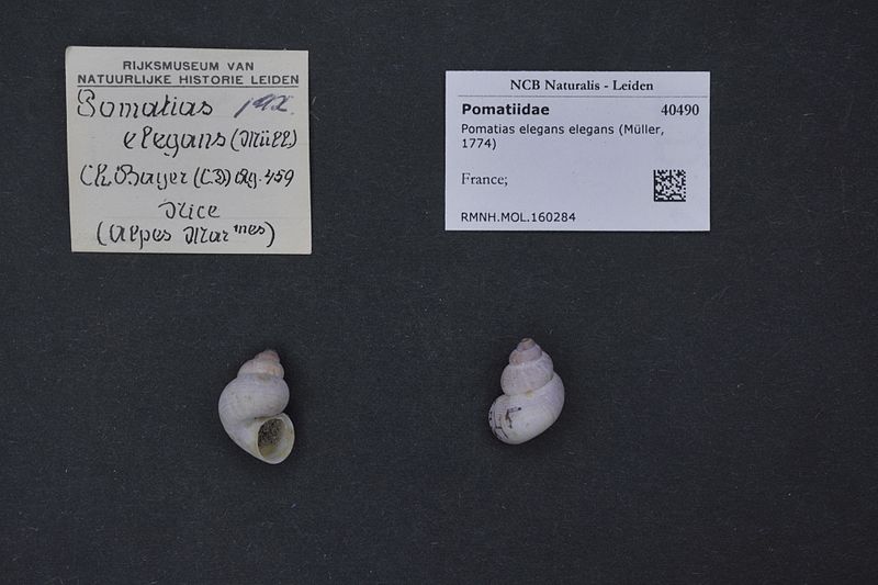 File:Naturalis Biodiversity Center - RMNH.MOL.160284 - Pomatias elegans elegans (Müller, 1774) - Pomatiidae - Mollusc shell.jpeg