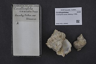 <i>Coralliophila erosa</i> species of mollusc