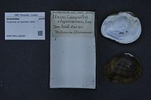 Naturalis bioxilma-xillik markazi - RMNH.MOL.326264 - Fusconaia cor (Conrad, 1834) - Unionidae - Mollusc shell.jpeg