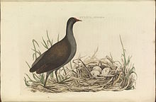 Gallinula chloropus in Nederlandsche vogelen 1770.