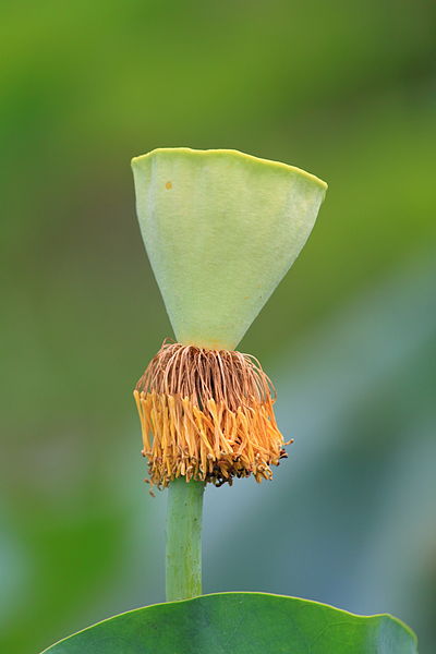 File:Nelumbo nucifera in Wuyishan Wufu 2012.08.24 13-36-21.jpg