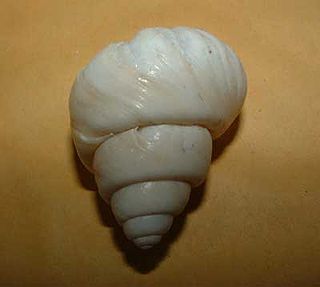 <i>Neothauma</i> Genus of gastropods