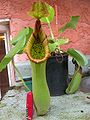 Nepenthes truncata (1)