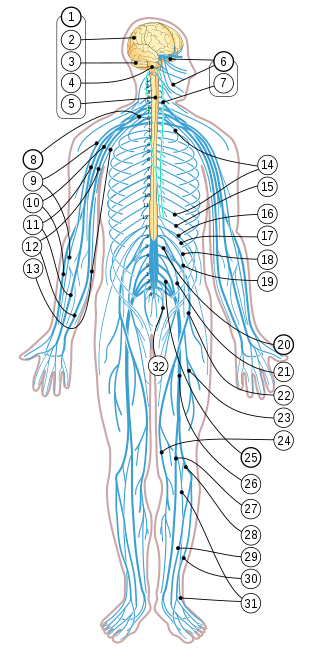 مرض العصبون المحرك Wikiwand