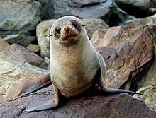 pup near Kaikoura, New Zealand New Zealand Fur seal.FZ200 (14502532505).jpg