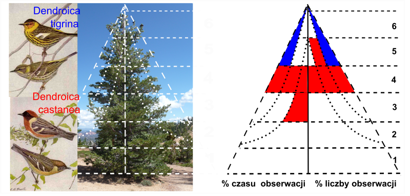 File:Nisze Dendroica tigrinai i Dendroica castanea.svg