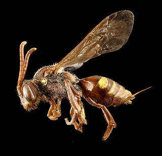<i>Nomada obliterata</i> Species of bee