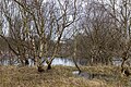 * Nomination Naturpark Wattenmeer (Ruhezone), Norderney, Lower Saxony, Germany --XRay 06:44, 17 February 2018 (UTC) * Promotion  Support Good quality. Category:Betula in February--Agnes Monkelbaan 06:56, 17 February 2018 (UTC)