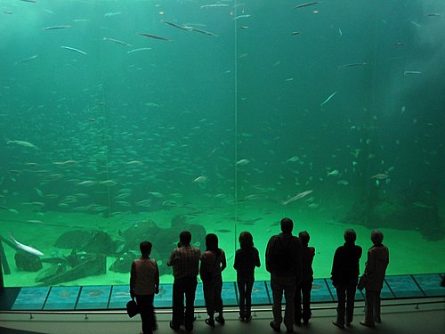 Oceanarium Wikiwand