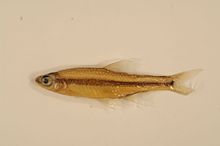 Notropis chalybaeus FWS 20915.jpg 