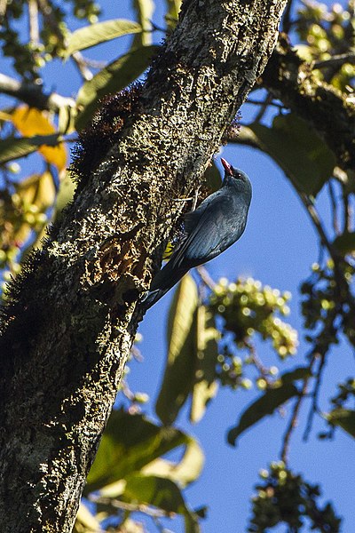 File:Nuthatch Vanga - Andasibè - Madagascar S4E7519 (15102034490).jpg