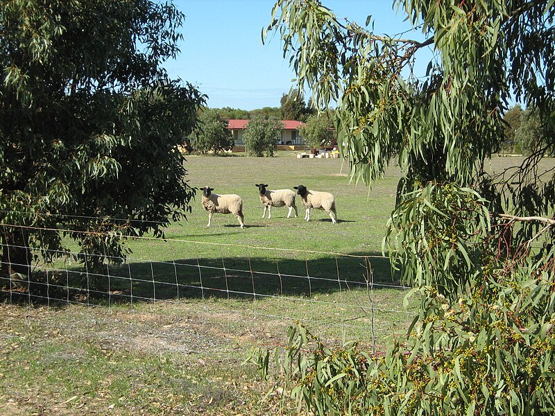 File:OIC dongara springfield agricultural 3 sdr.jpg