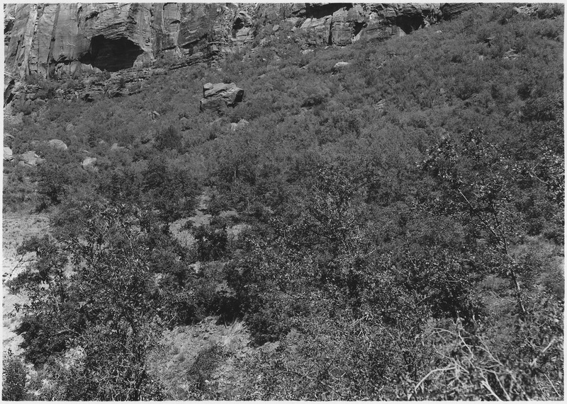 File:Oak and Service Berry on protected slopes of Zion Canyon. - NARA - 520491.tif
