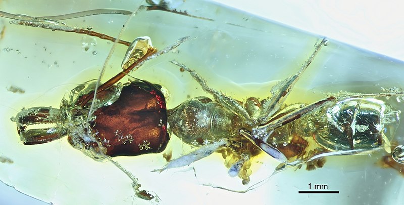 File:Odontomachus pseudobauri BMNHP-II32 dorsal.jpg
