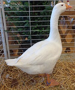 Eine weiße Gans aus Touraine