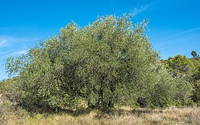 Olea europaea (Olive)