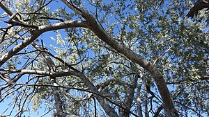 The canopy of the Olneya provides cool shade in a hot desert. The white flowing young branches turning into the bluegray leaves. A hint of the blue sky pouring through, illuminated by the fair bark. A beautiful place for the Coyote to rest and various wildflowers to grow under.