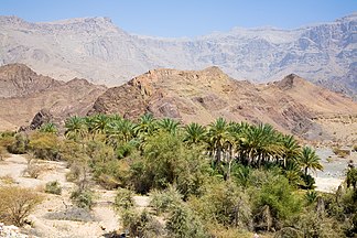 Date palms and other trees amongst the Eastern Hajar, near the east coast of Oman