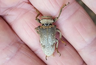 <i>Oncideres dejeanii</i> Species of beetle